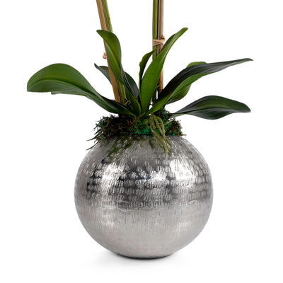 Silver metal vase with Orchid