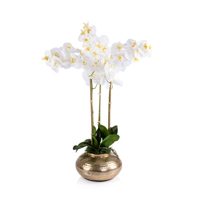 Gold metal vase with Orchid